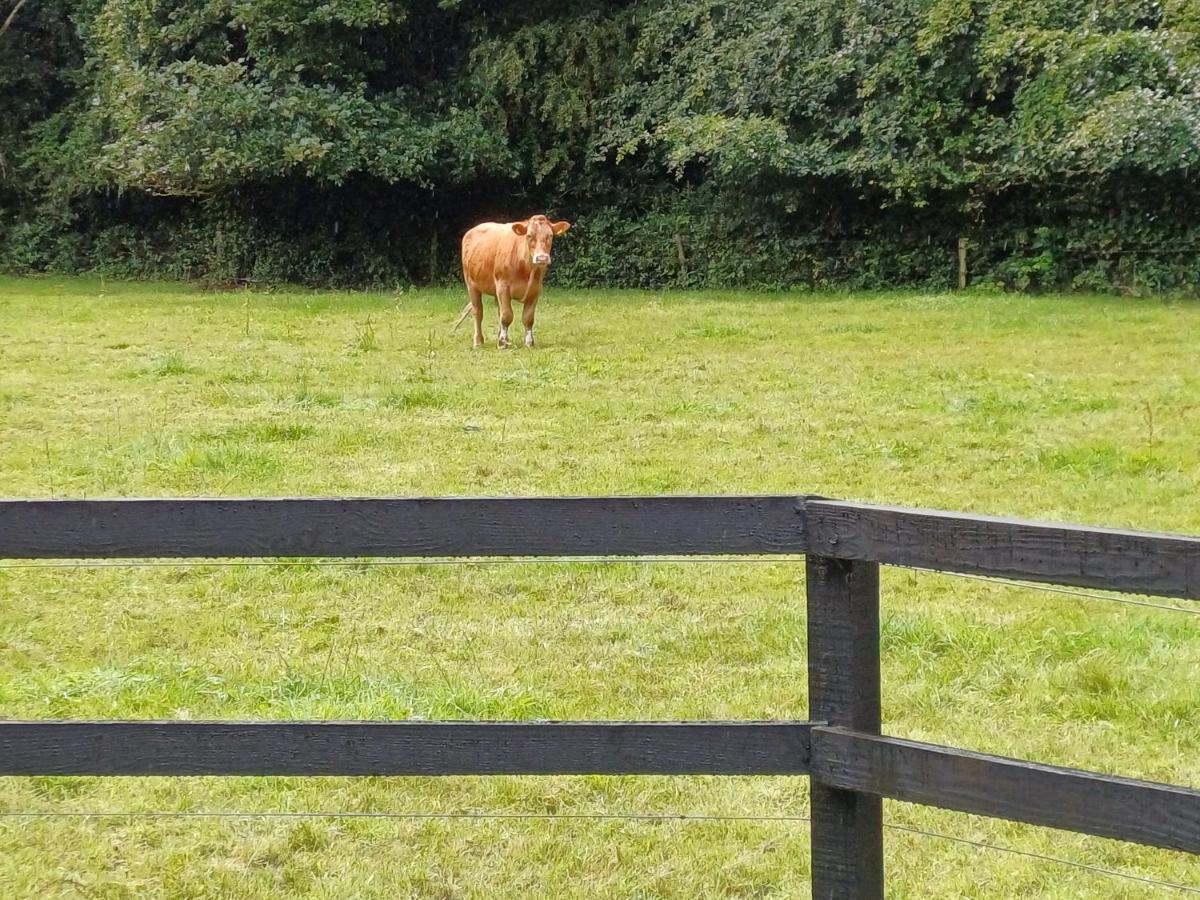 Lara, Maynooth W23P9H6 エクステリア 写真